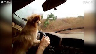 Kjørende hund hater vindusviskere