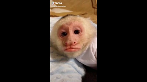 Cute monkey on tikitok