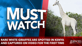 Rare WHITE giraffes are spotted in Kenya and captured on video for the first time