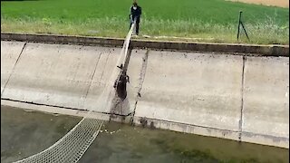 Police officers in Spain make clever use of net to pull fawn from canal