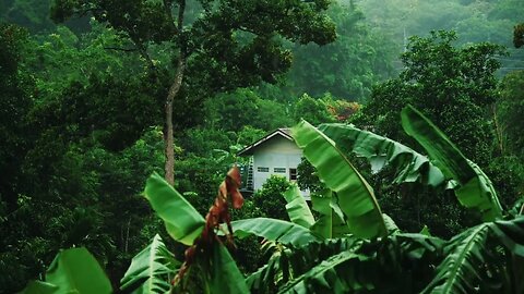 Rain Forest - Thunder by the bay