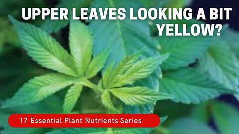 New Leaves Coming In Light Green? You Likely Have A Sulphur Deficiency. Plantmas Ep. 8