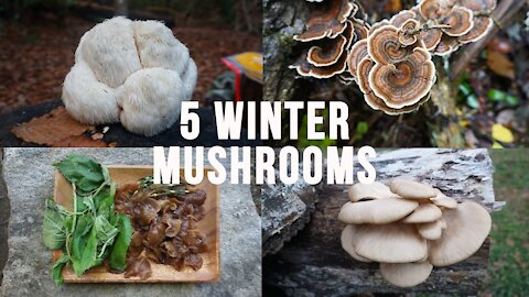 5 Edible and Medicinal Winter Mushrooms. Late Fall Foraging