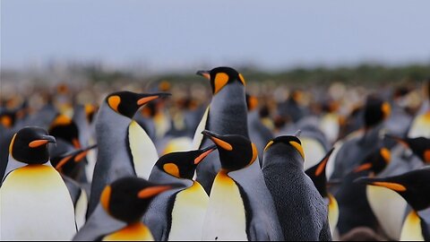 Penguins Are So Awkward