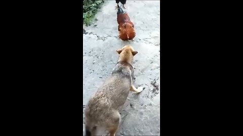 dog funny video