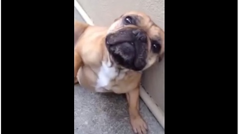 Guilty French Bulldog does the walk of shame