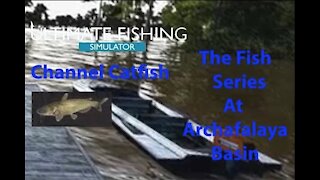 Ultimate Fishing Simulator: The Fish - Archafalaya Basin - Channel Catfish - [00030]