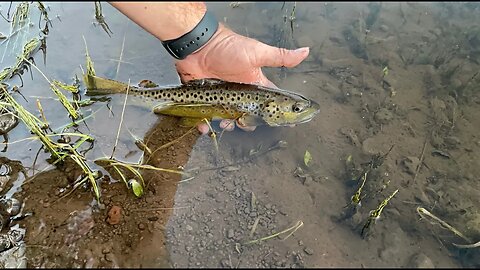 Is it too early for dry flys? Hunting Brown Trout