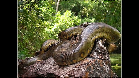 Amazon forest in anaconda video// watch video// most dangerous