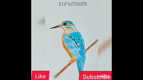 my kingfisher drawing #art#pencil scatch