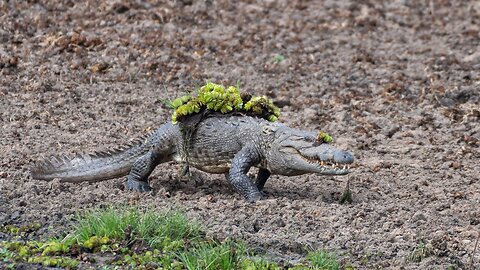 Mugger Crocodile Ambushes Deer at Watering Hole