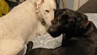 Energetic dogs almost ruin owner's phone