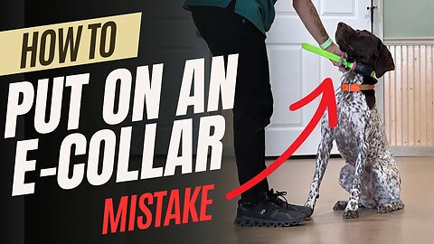 How To Put and E-Collar On Your Dog - Don't Make This Mistake