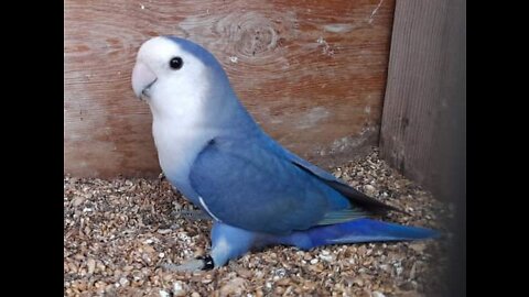 Taming birds Fischer sky blue opaline gray _ Fischer lovebird taming process _ LoveBird