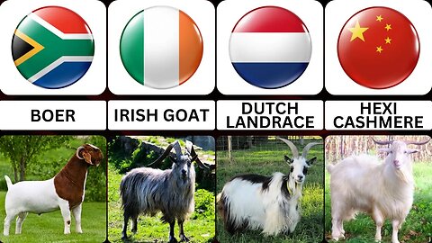 Goat Breeds From Different Countries