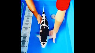 Jumbo Sumi Goromo Koi 😍🔥🇯🇵 High Quality Amazing 😻 🎏😮