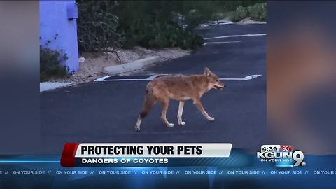 How to protect your pets from coyotes
