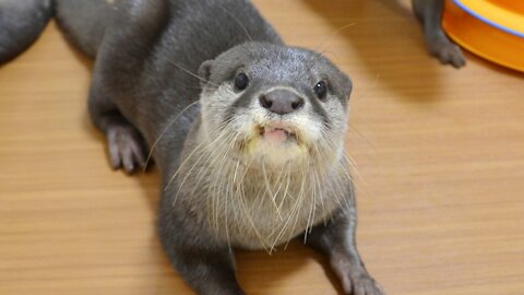 otter - angry and jealous