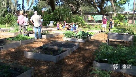 Tampa church creates community garden as a safe place to socialize