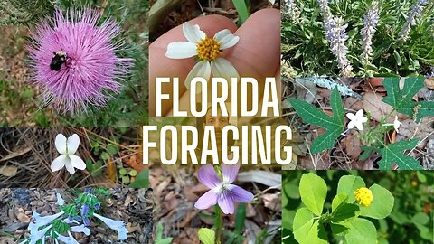 Naturevore: FLORIDA FORAGING Walk #26 (Mar. 18): FLOWERS: Lyreleaf, Violets, Spurge Nettle, Thistle