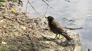 The American Robin in Toronto