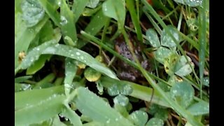 Frog in the Weeds a Quick Video