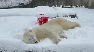 Polar bear plays in the snow at Washington zoo