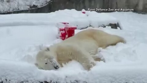 Polar bear plays in the snow at Washington zoo