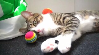 Adorable Little Cat Afraid to Touch the Ball