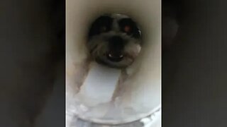 Who let the dog out??? #funny #comedy #foryou #FunnyVideos #funnydog #tiktok #shorts