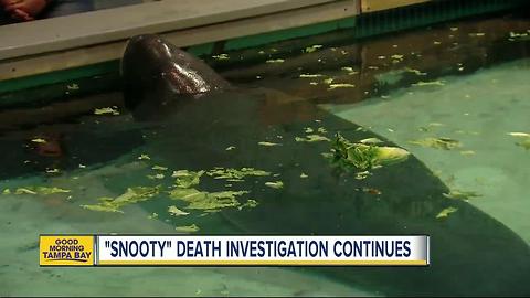 Snooty, world's oldest manatee in captivity, dies in 'heartbreaking accident,' 2 days after birthday