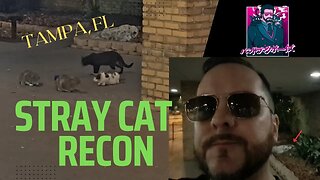 Stray Cat Recon in Tampa (03-12-2023)