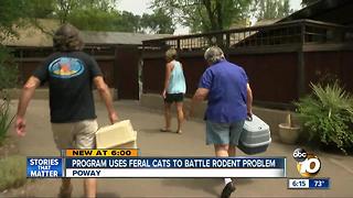 Program uses feral cats to battle rodent problem