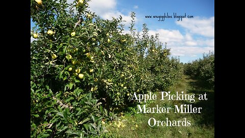 Apple Picking at Marker-Miller Orchards | Fall Family Fun | Winchester VA