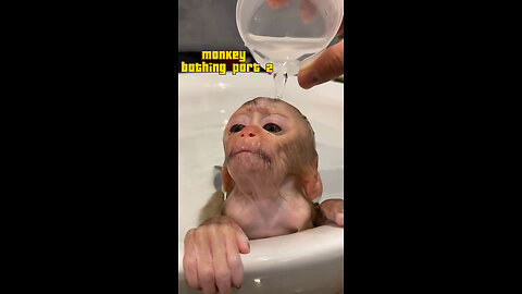 Monkey bathing part2
