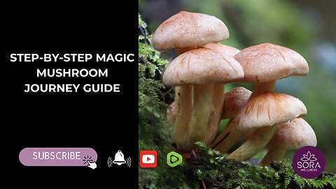 Step-by-Step Magic Mushroom Journey Guide!