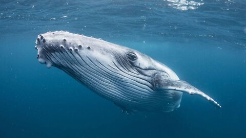 Have you ever came eye to eye with humpback whale?