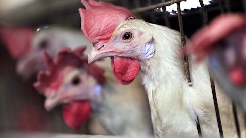 WHO Urges An End To Sales of Live Animals At Food Markets