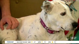 Local shelters strengthen screening policies to prevent pet flipping