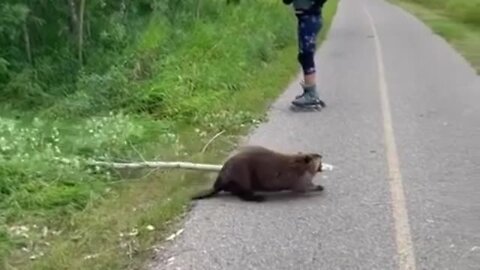 Beaver Casually Crosses Path With Gigantic Branch