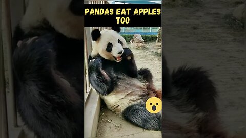 Pandas Eat Apples Too #shorts