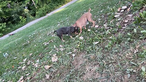 Staffordshire bull terrier &￼ American bullies