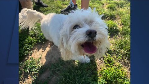 17th annual New Leash on Life Woof Walk held at Edgewater Park to benefit Northeast Ohio SPCA