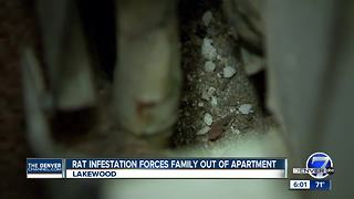 Rat infestation forces family out of apartment