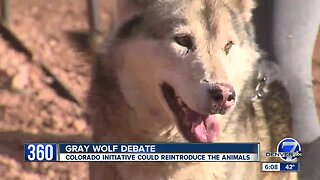 Reintroducing gray wolves to Colorado is not as simple as it sounds