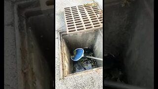 DOOMED DUCKLING SAVED FROM SEWER