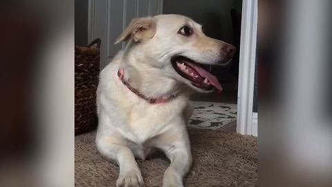 Evil Cat Keeps Tennis Balls From The Dog