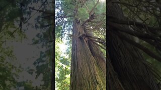 Redwoods National Park & State Parks | NorCal #shorts #short