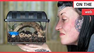 Woman with arachnophobia cured by watching tarantula videos on YouTube