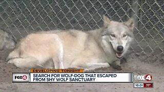 Search for wolfdog that escaped from Shy Wolf Sanctuary